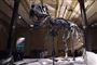 Skelettet af en 66 millioner år gammel t-rex bliver i det nye år udstillet på Statens Naturhistoriske Museum. Dinosauren, der er danskejet og går under navnet "Tristan Otto" efter ejernes børn, har været udstillet på Naturhistorisk Museum i Berlin, men fra april 2020 kan den og fem andre ses på det danske museum. (Arkivfoto).