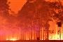 I byen Nowra i delstaten New South Wales har himlen farvet rødorange på grund af de ekstremt mange brande, som hærger. De frivillige brandmænd får 300 australske dollar om dagen, svarende til cirka 1400 danske kroner for at hjælpe til. Bliver de kaldt ud for at bekæmpe brandene i mere end ti dage, får de udbetalt op mod 6000 australske dollar, svarende til cirka 28.000 kroner.