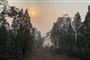 Lørdag er det mange steder i det sydøstlige Australien over 40 grader varmt. Kombineret med kraftig vind, som kan få gløder til at antænde nye brande, og en meget tør luft, er forholdene ekstraordinært svære for brandfolkene. Fotoet viser solen stå op over en skovbrand lørdag.