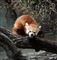 Panda stak af fra Zoo