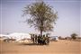 En flok børn har søgt skygge under et træ i en lejr for internt fordrevne i det nordlige Burkina Faso. I lejren bor omkring 10.000 mennesker, som er sendt på flugt fra deres hjem på grund af de jihadistiske gruppers angreb. (Arkivfoto)