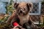 Dyredrab i Australien: Hvem slog koalaerne ihjel?