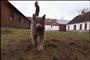 Når katte stikker af hjemmefra, så er det ofte umuligt at finde ejeren igen, fordi mange katte ikke er øremærkede. (Arkivbillede)