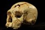 Her ses et kranie fra Sima de los Huesos-udgravningen i Spanien, hvor der er fundet tegn på en uddød menneskeart, som skulle være nært beslægtet med neandertalerne. Dette er dog en anden art end den, som er beskrevet i studiet i Science Advances.