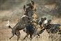 Blodbad i zoo efter vilde hunde slap ud