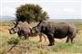 46 næsehorn er siden april blevet slået ihjel af krybskytter i Botswana. Det oplyser en talsperson for regeringen. De dræbte dyr udgør knap ti procent af landets næsehornbestand. (Arkivfoto).