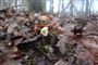 Ægteparret Elsebeth og Aage Rasmussen fra Haldrup ved Horsens fandt allerede den 6. februar årets første offentligt kendte anemone. De opdagede den, da de gik tur ved Haldrup/Stensballe Skov ved Horsens.