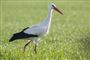 Årets første stork er landet