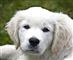 Din hund kan smitte
