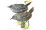 Scytalopus krabbei, eller på dansk hvidvinget tapaculo (hannen øverst, hunnen nederst). Fuglen, som lever i Perus Andesbjerge, er aldrig fotograferet i live. Men nu bliver den opkaldt efter den danske ornitolog Niels Krabbe. Han har med lydoptagelser af fuglens sang fra 1983 været med til at dokumentere, at der er tale om en selvstændig art.