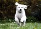 Hunde-boom i Corona-krisen