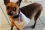 Mand i isolation sender sin hund i byen efter chips