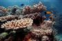 Det 334.000 kvadratkilometer store Great Barrier Reef lider under stigende havtemperaturer (Arkivfoto).