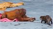 ABESKØNT Orangutangens nye legekammerater