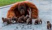 ABESKØNT Orangutangens nye legekammerater