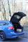 Test: Ford Focus ST3 til den hurtige familie