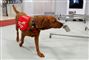 Hunde sættes ind mod corona - kan lugte covid-19