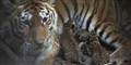 Foto: Odense ZOO/Ard Jongsma
