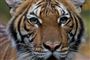 En tiger ved navn Nadia er i Bronx Zoo i New York blevet smittet med coronavirus, og hun er ikke det eneste dyr, som på verdensplan er blevet smittet (Arkivfoto)