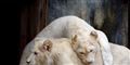 Foto: Reuters/Jerry Lampen