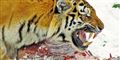 Foto: Tambako the Jaguar / Flicker