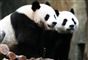 Pandami: Da zoo lukkede begyndte de at parre sig