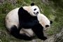 Pandaerne i Københavns Zoo, Xing Er og Mao Sun, er siden fredag blevet lukket sammen et par timer om dagen for at vænne sig til hinanden. For der er tale om to unge pandaer, der aldrig før har mødt en panda af det modsatte køn.