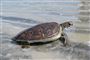 Havskildpadder stortrives under coronakrisen. Her ved Talbot Island i Jacksonville, Florida, USA i marts.