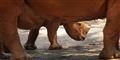 Foto: AP Photo/Wong Maye-E / POLFOTO