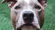 Teenagere med pitbull og peberspray gik til angreb