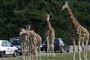 Regeringen og Folketingets partier er blevet enige om at tillade, at zoologiske anlæg, som gæster kan besøge i bil, kan åbne. Her er et billede fra Knuthenborg Safaripark, som netop er én af dem. (Arkivfoto)