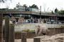 Zoologisk Have i København forventer i øjeblikket et underksud på minimun 50 millioner kroner i 2020 som følge af coronakrisen. (Arkivfoto).