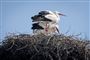 Selv om syv storkepar er på rede i Danmark, er det endnu for tidligt at sige noget om, hvor mange flyvefærdige unger, de eventuelt får på vingerne. Her er det et glimt tilbage fra 2018 af parret i Gundsølille ved Roskilde. (Arkivfoto).