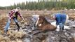 Se dramatisk video: Hest reddet op af mudderhul
