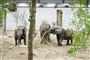 Cirkuselefanter er på plads i safaripark: Nu skal de bare være elefanter