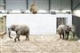 Cirkuselefanter er på plads i safaripark: Nu skal de bare være elefanter