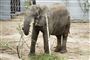 Cirkuselefanter er på plads i safaripark: Nu skal de bare være elefanter