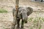 Cirkuselefanter er på plads i safaripark: Nu skal de bare være elefanter
