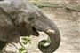 Cirkuselefanter er på plads i safaripark: Nu skal de bare være elefanter
