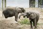 Cirkuselefanter er på plads i safaripark: Nu skal de bare være elefanter