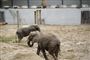 Cirkuselefanter er på plads i safaripark: Nu skal de bare være elefanter