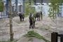 Cirkuselefanter er på plads i safaripark: Nu skal de bare være elefanter