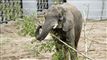 Cirkuselefanter er på plads i safaripark: Nu skal de bare være elefanter