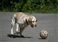 81 sager om dyremishandling