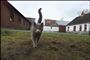 Der kan være mange grunde til, at en strejfende kat kaster sin kærlighed på din have. Nogle søger roen, andre søger væk fra hjemmets øvrige katte - eller lokkes til, fordi de tror, du har mad, fortæller familiedyrskonsulen. (Arkivfoto)