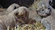 4 nye løveunger  i Givskud Zoo