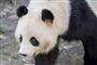 Pandaen Xing Er sendte mandag morgen ledelsen i Zoologisk Have på hårdt arbejde, da den slap løs. (Arkivfoto)