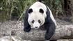 Drama i dansk zoo: Panda slap løs - stoppet med pil