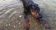 Pas på din hund Stranden kan være et farligt sted