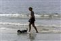 Pas på din hund Stranden kan være et farligt sted